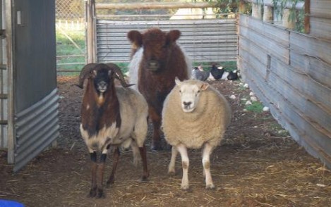 Bonnibelt Belted Galloway Stud, calf, sheep and pet goat